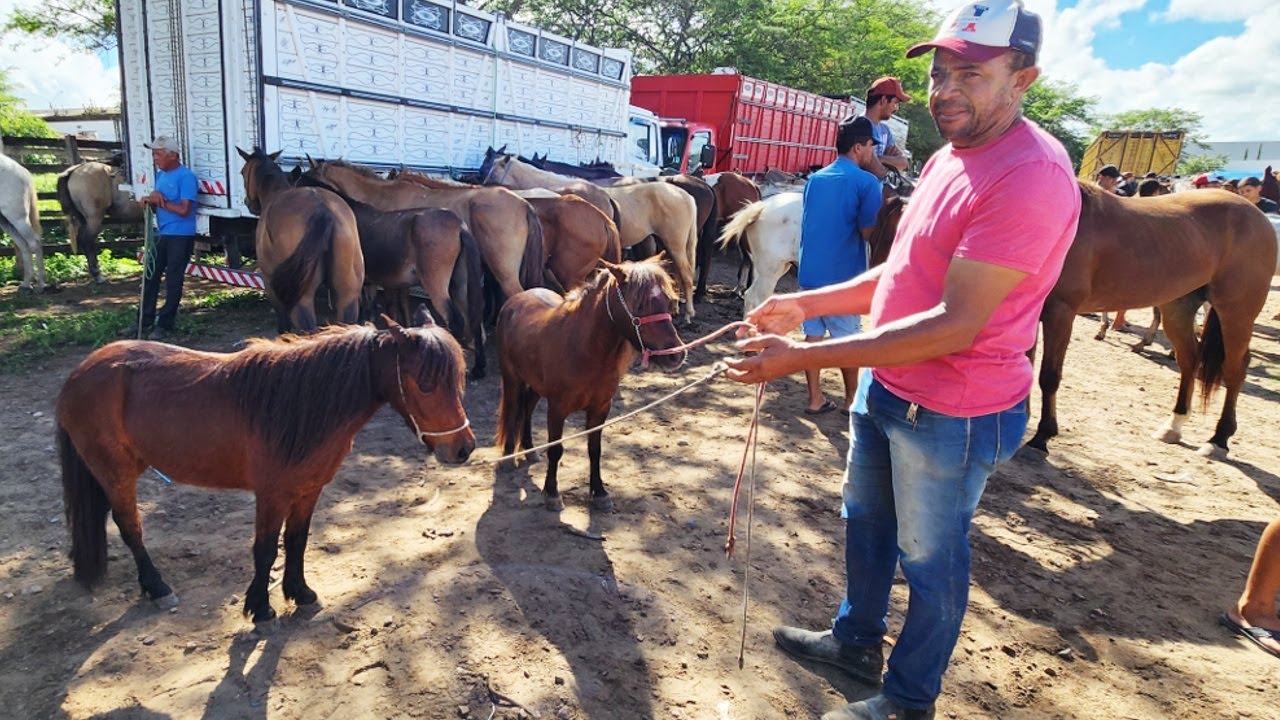 FEIRA DE CAVALOS EM CARUARU-PE  19-03-2024  