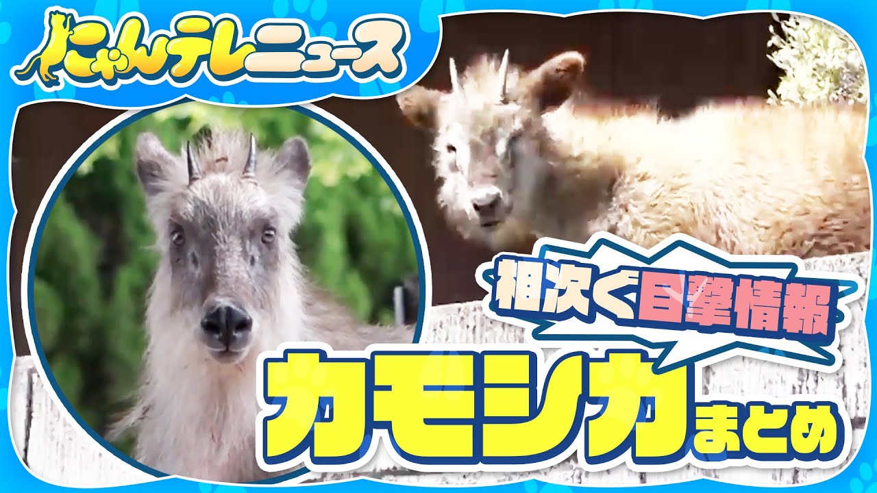 【カモシカまとめ】“特別天然記念物”ニホンカモシカによる農作物被害に悩む町/名古屋の住宅街に「ニホンカモシカ」　住民も驚き…