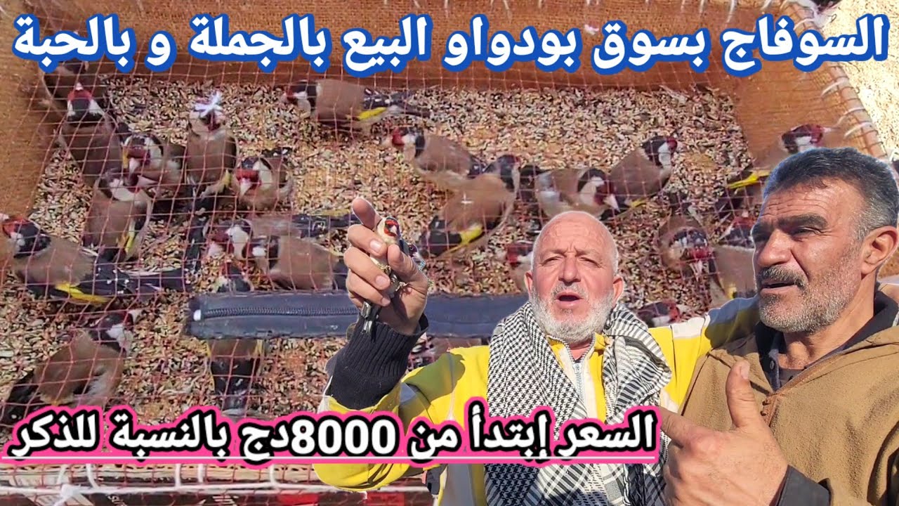 المقنين الشارف تاع السابة دخل عليكم بكثرة لبداية سنة 2026 : الأسعار بالنسبة للذكر إبتدأ من 8000 دج !