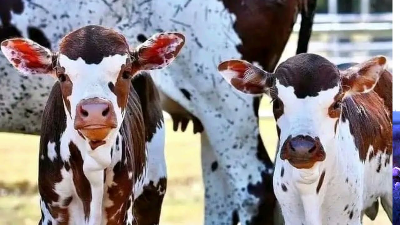 Samburu Moran Cattle Praise Song