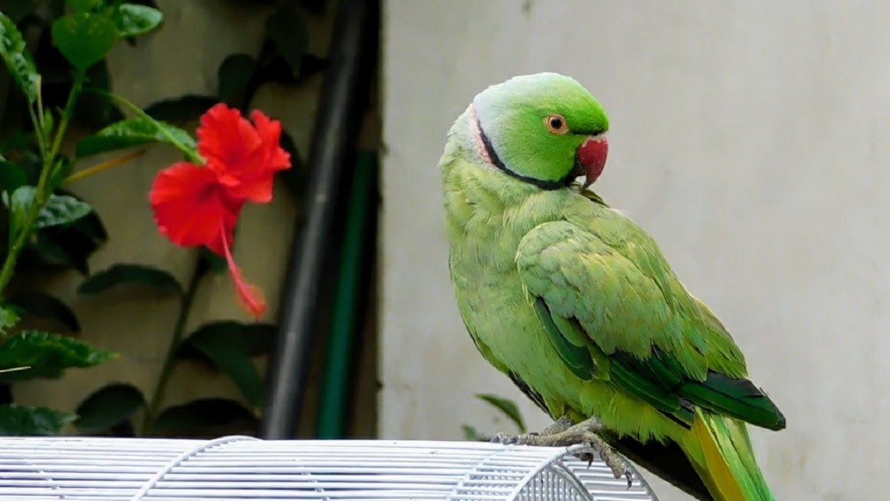 Relaxing Birds Sounds