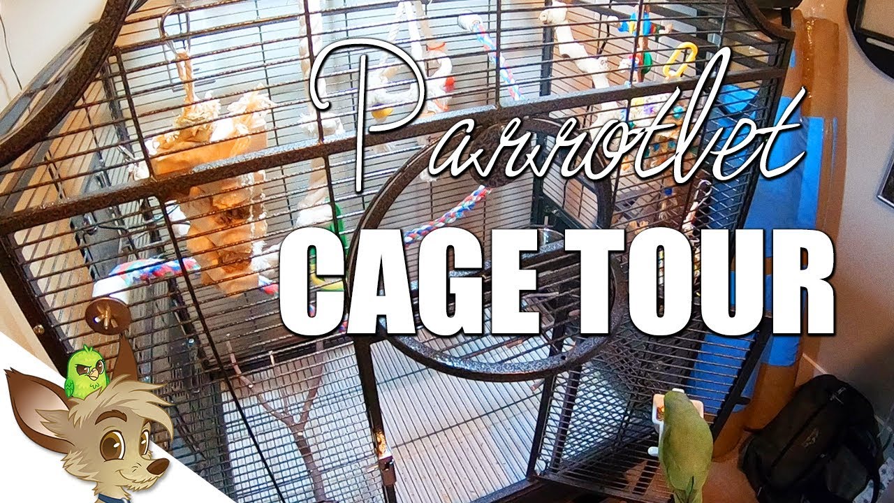 Parrotlet Cage Tour