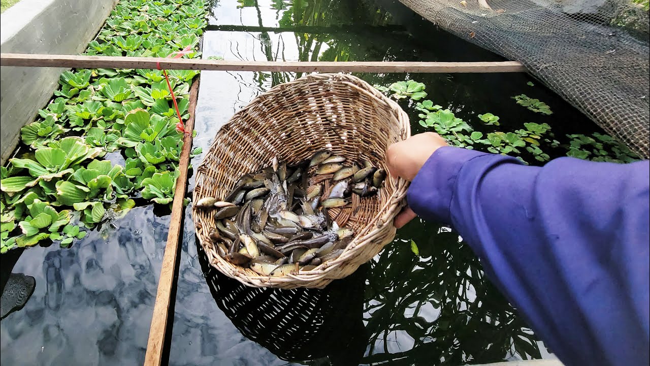 Catching Alot of Fishpond : Goldfish, Guppies, turtles, eel, koi, pencil fish, nemo fish [4K]