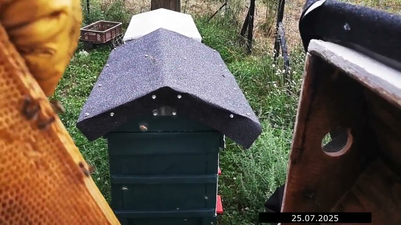 25.07.2025 Leczymy pszczoły  i szykujemy sie do miodobrania z lipy.
