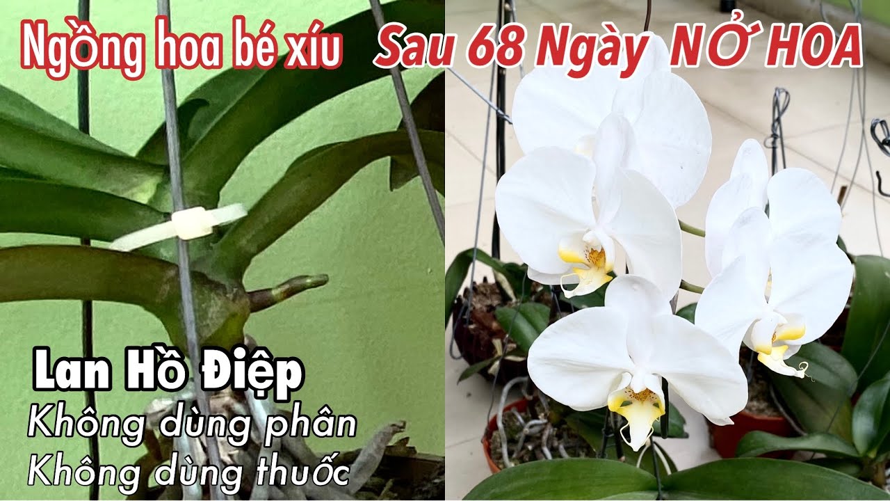 Lan Hồ Điệp Từ Ngồng Hoa Bé Xíu Đến Lúc Nở Hoa Là 68 Ngày | Trồng Lan Không Phân, Không Thuốc