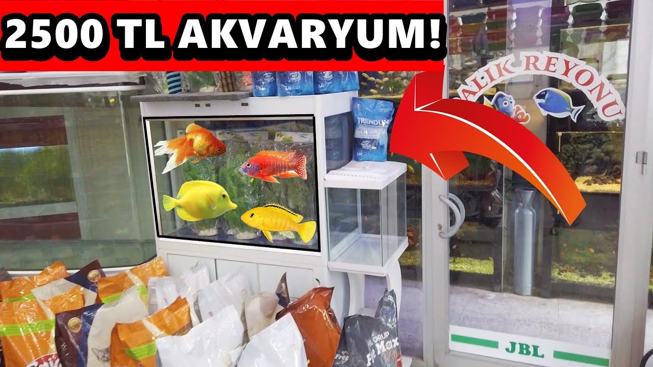 2500 TL AKVARYUM! CİNS KEDİLER / Sokak Kedilerine MAMA! #vlog