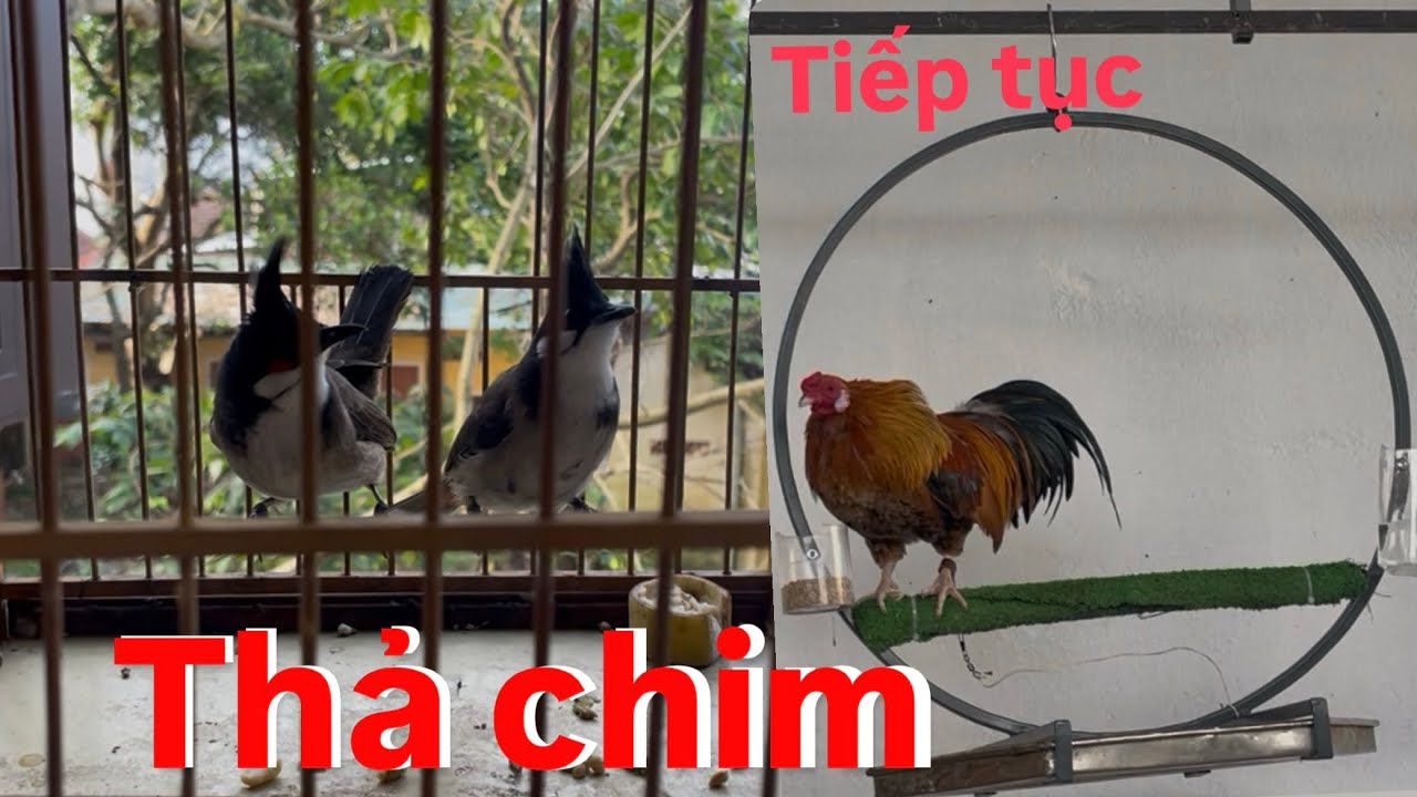 Tiếp tục thả chim về với thiên nhiên và làm cầu mới cho gà tre.