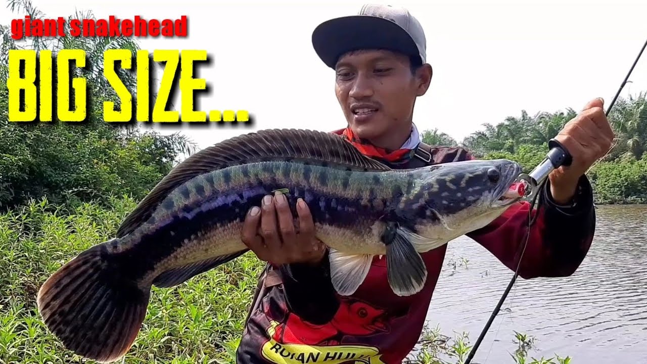 CASTING GIANT SNAKEHEAD BIG SIZE || MEMASUKI SPOT TOMAN MONSTER