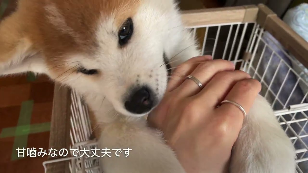 【秋田犬】幼犬　ハナとたろー　#akitainu  #秋田犬 