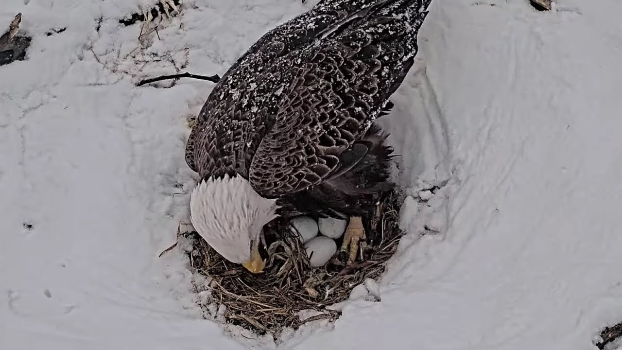 DF Eagle Cam - DF female lays her 3rd egg in a snowy nest  🥚🥚🥚  2026-01-18