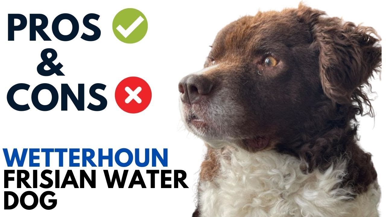 Wetterhoun Dog Pros and Cons | Frisian Water Dog Advantages and Disadvantages