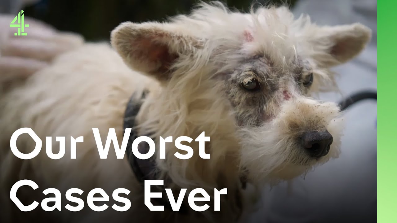 The most amazing rescue dog transformations | The Dog House 🐶 | Compilation