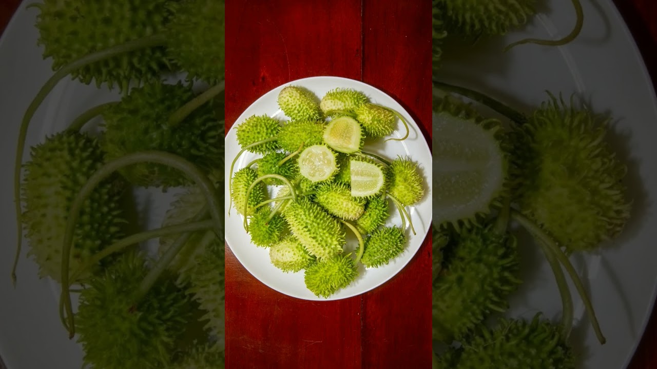 🌹⁷☆&bull;⁵■&sup2; West Indian Cucumber (Cucumis anguria) in Gourd Family (Cucurbitaceae)
