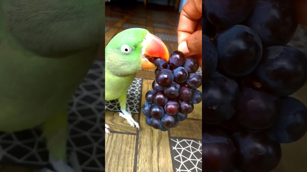 parrot food shorts 😍🍇🍇 #parrot #talkingparot #funny #birds #shortsfeed #shorts #viral #shortsvideo