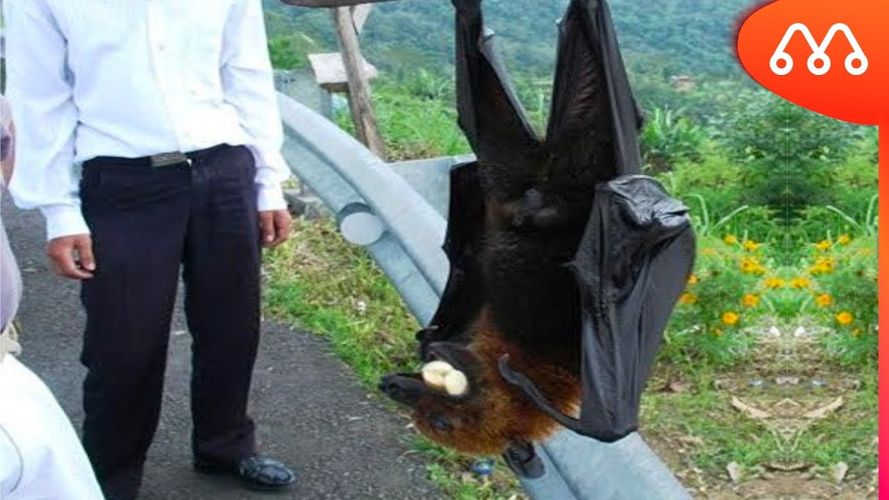 O INCR&Iacute;VEL MORCEGO GIGANTE