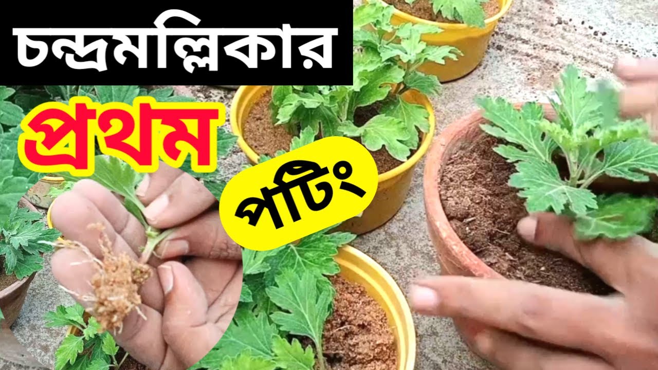 চন্দ্রমল্লিকার প্রথম পটিং |  Chrysanthemum first potting