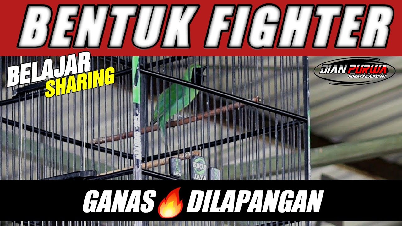 BEGINI TERNYATA❗BENTUK CUCAK IJO JADI FIGHTER,GACOR SESUNGGUHNYA HAL INI YG PERLU PAHAMI||KICAUMANIA
