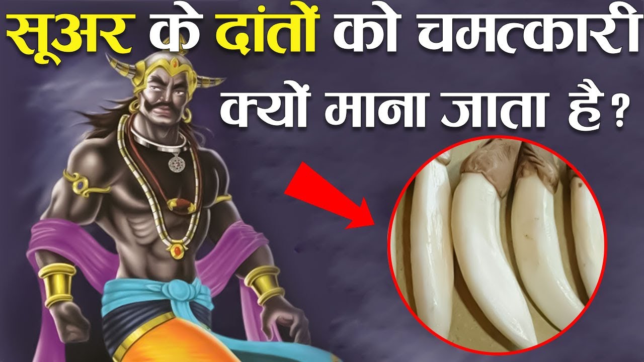 रावण के अनुसार सूअर के दांत पहनने से होते हैं ये 10 चमत्कार ! | Vatu Tips & Ravan