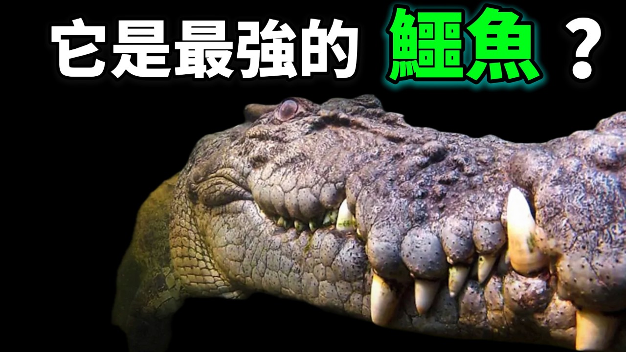 鹹水鱷（灣鱷）：它是現存最大的爬行動物，最強壯的鱷魚，一種渾身存在BUG的古老生物，它為何能成為鱷魚中的王？
