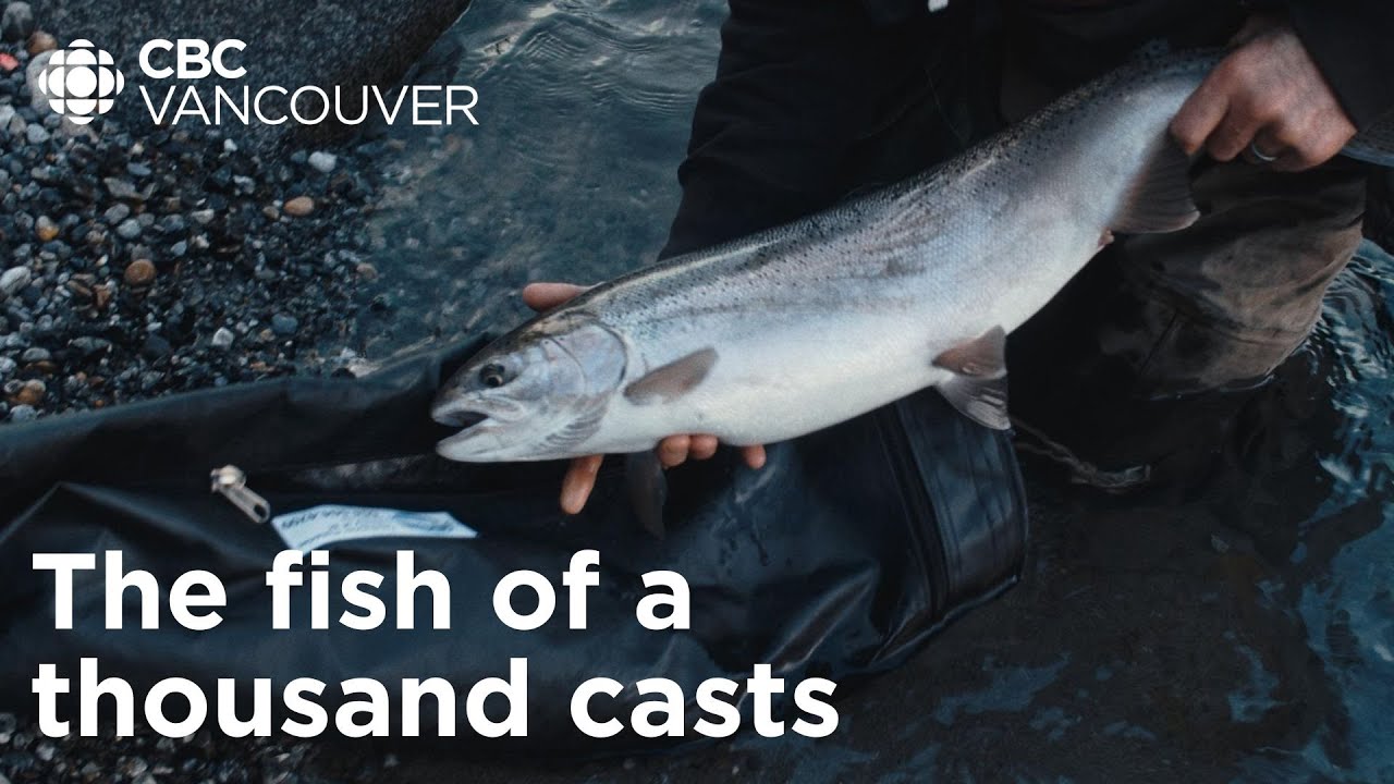 Saving steelhead from extinction | CBC Creator Network