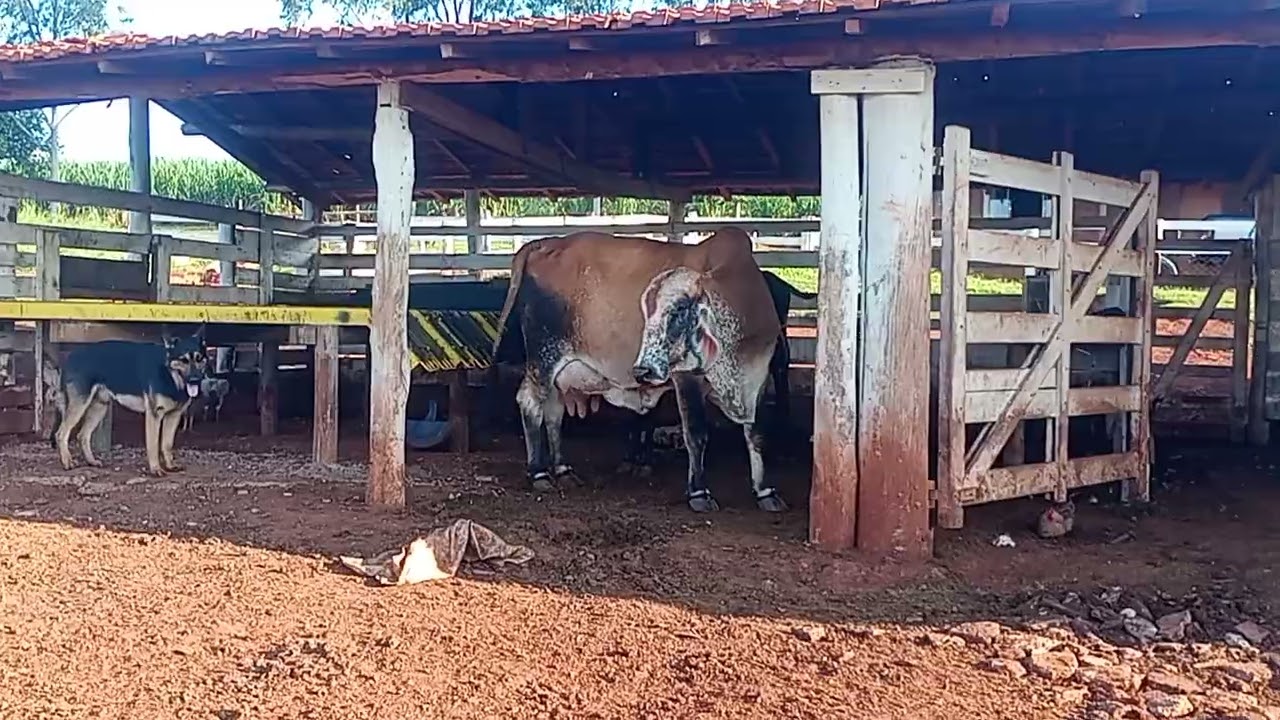 #boa tarde meu povo !mais um dia vencido aqui  no sítio 🥰👏🙏