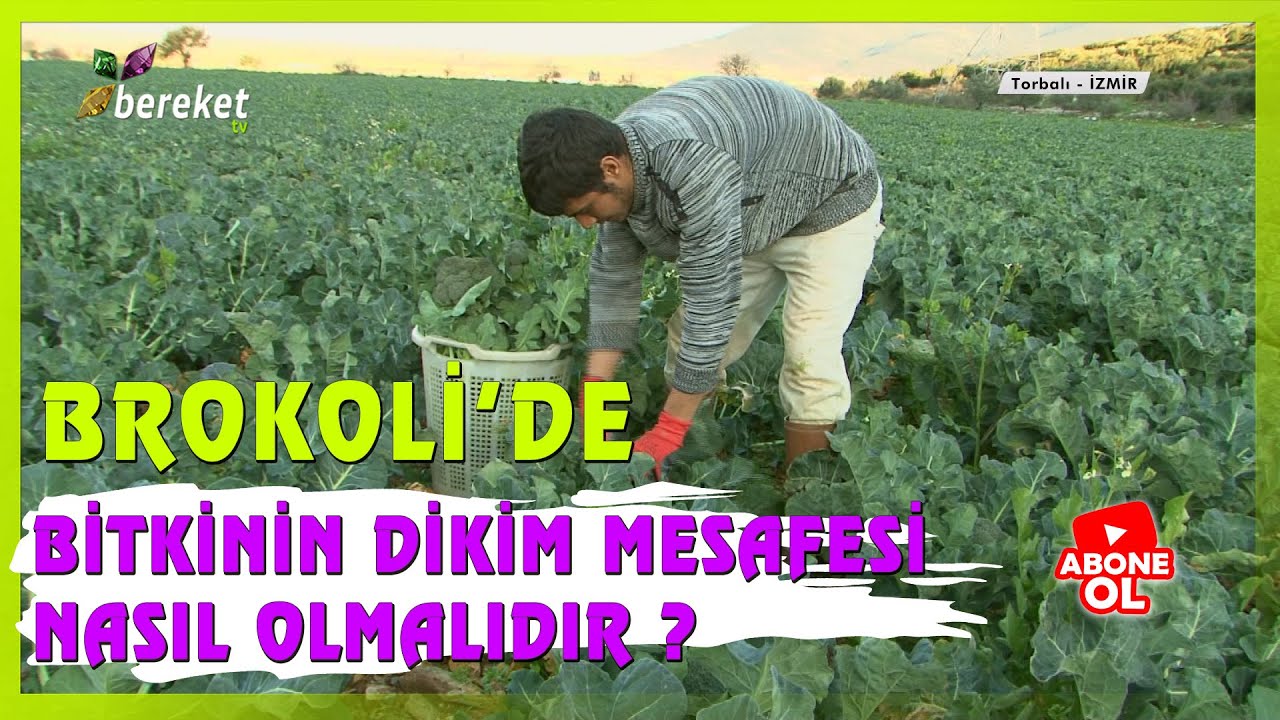Brokoli Yetiştiriciliğinde Toprak İşleme, Gübreleme, Sulama ve Ekim