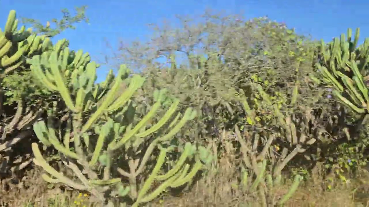 Camino de El Bofay a la Reforma Zimapan Hidalgo M&eacute;xico 
