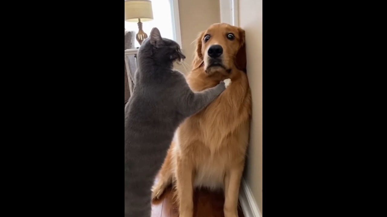 Cats On Comedy Mode: Ultimate 10-Min LOLs !!🐾🤣😻