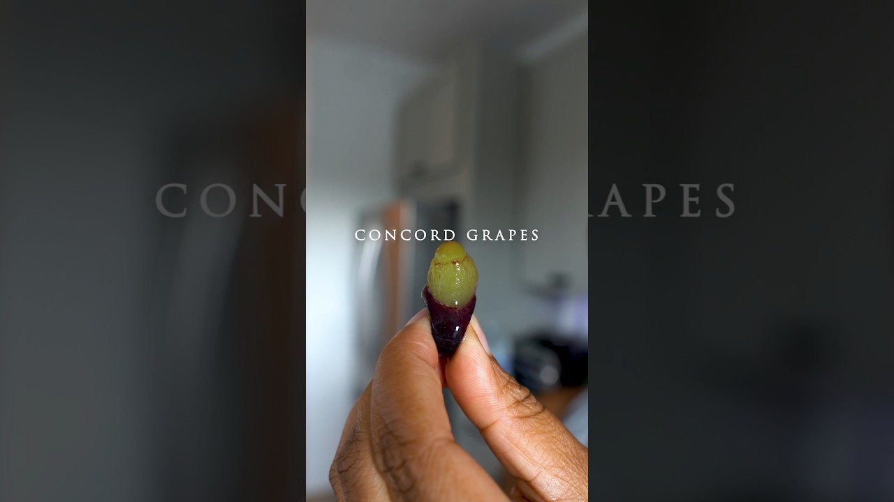 Concord grapes are so good and contain so many nutrients for our health. #fruitbenefits #grape