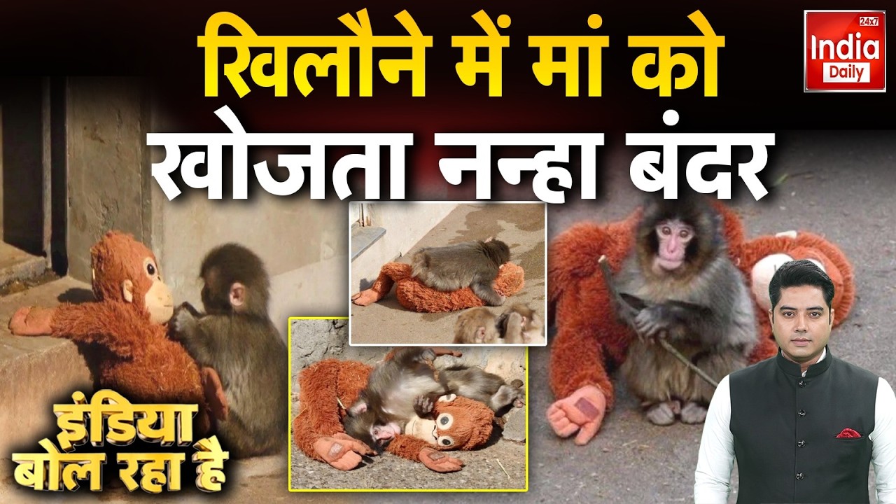Baby Monkey Viral Video: मां के प्यार को तरसता नन्हा बंदर, खिलौने में ढूंढ रहा सुकून, बेहद भावुक पल