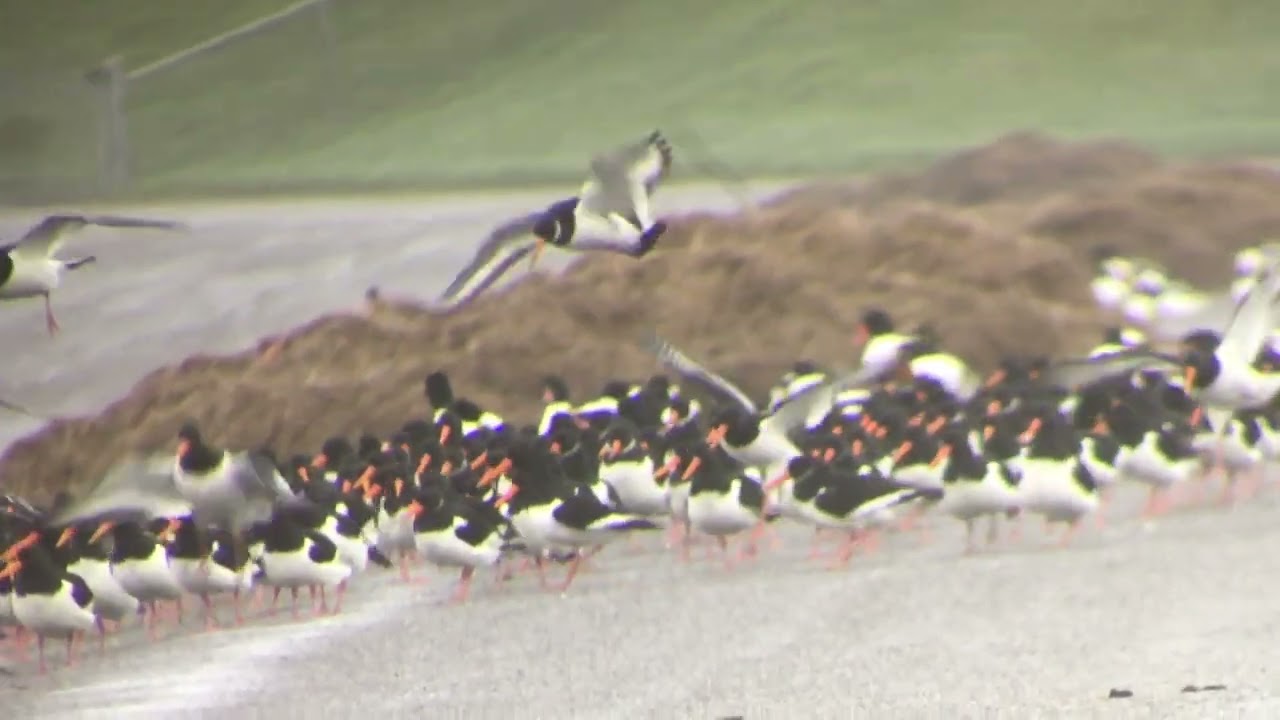 Oystercatchers / Haematopus ostralegus / Waddenkust, Groningen (2 of 3)