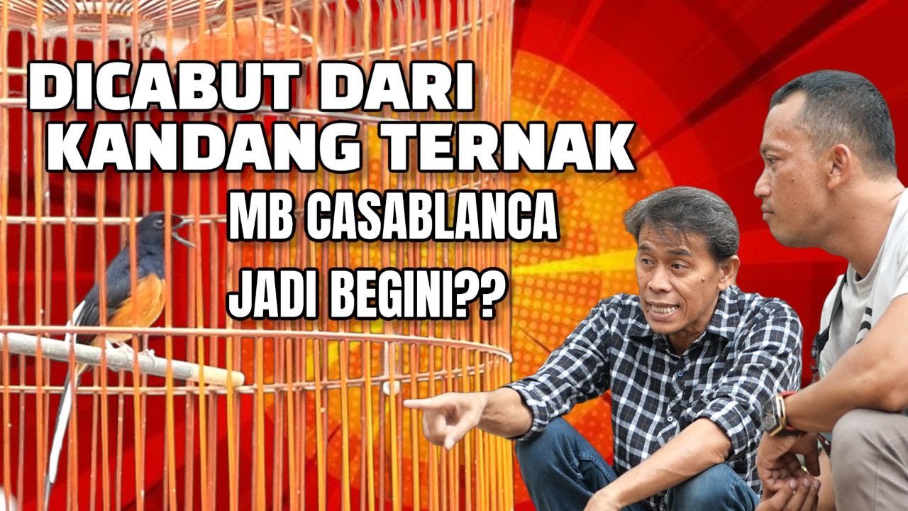 MB CASABLANCA MENGGODA JOKI, MR.PRIO TAMBAH SEMANGAT || PRIO EXCELLENT VLOG