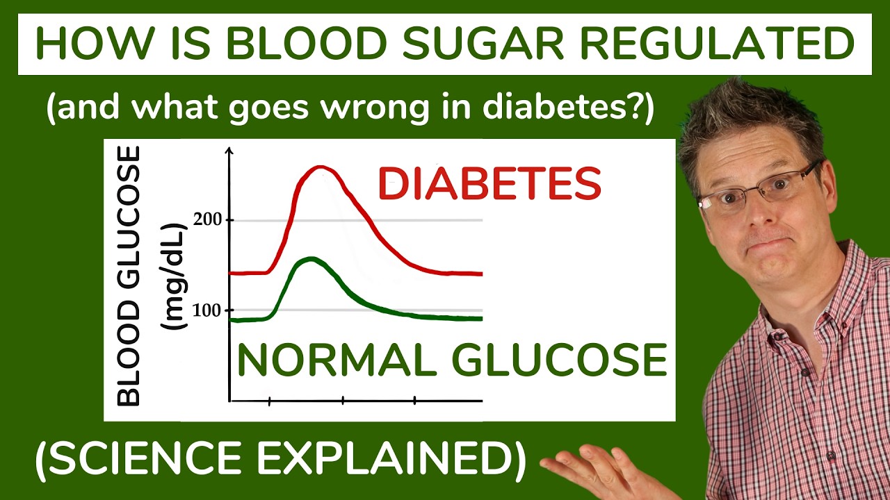The Regulation of Blood Sugar: Everything You Need to Know