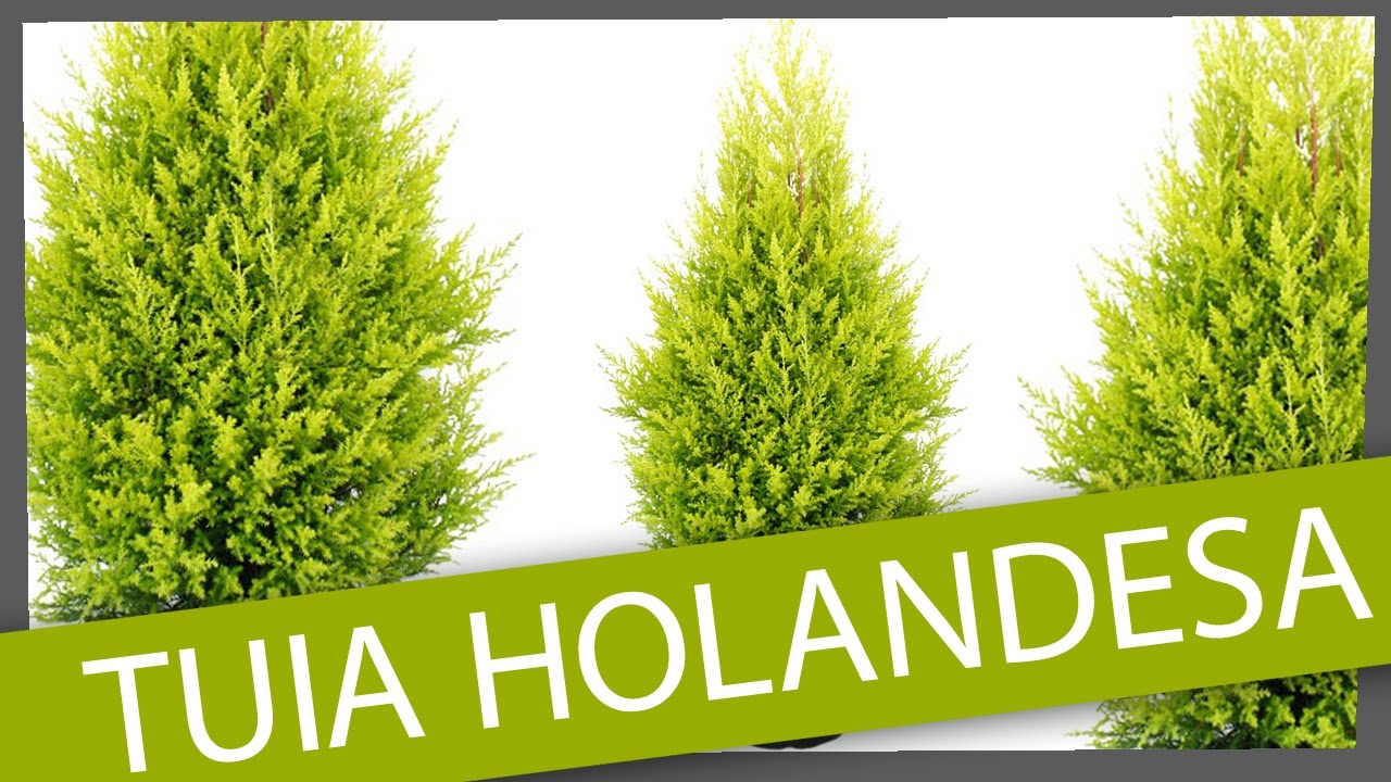 TUIA HOLANDESA - TERRA VIVA