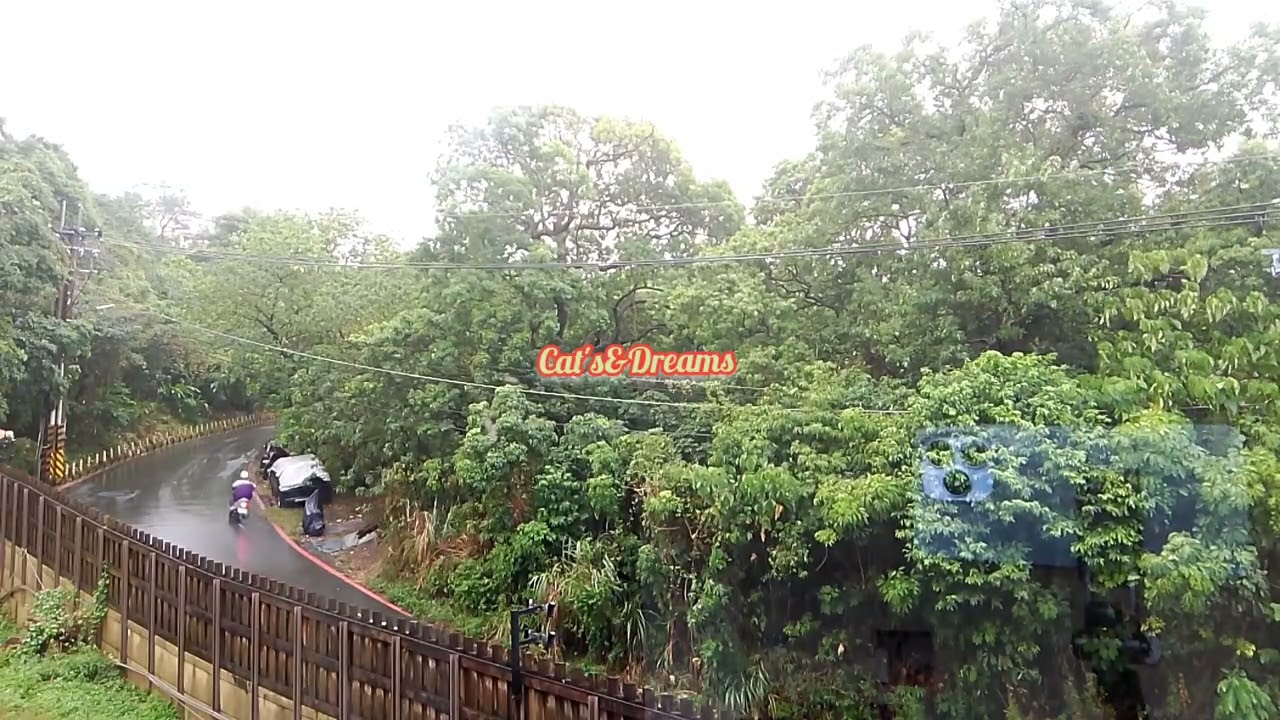 A week long raining here in my Place. #asmr #raining #catsdreams