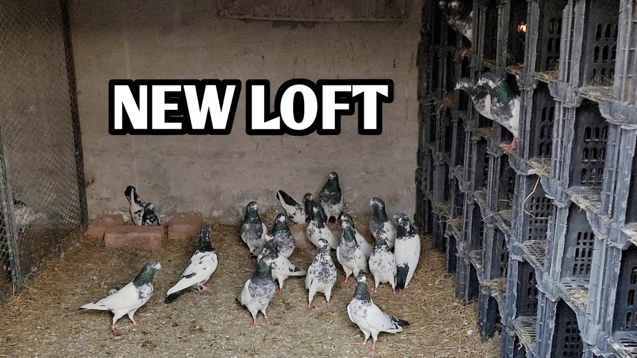 New Loft Update | Pigeon Breeding Progress in Cold Weather