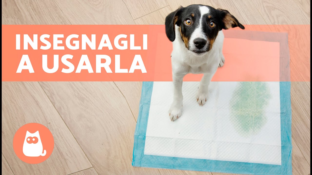 Come insegnare a un CUCCIOLO a fare i suoi BISOGNI nella TRAVERSINA🐶✅