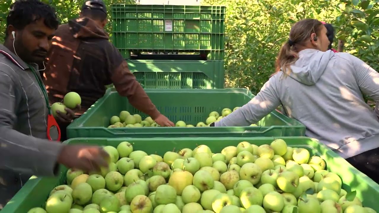 La Mela Rugginosa di Romagna: Tecniche di Coltivazione