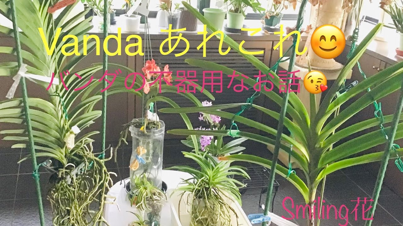 バンダさんあれこれ😊vanda 🙋🏻‍♀️