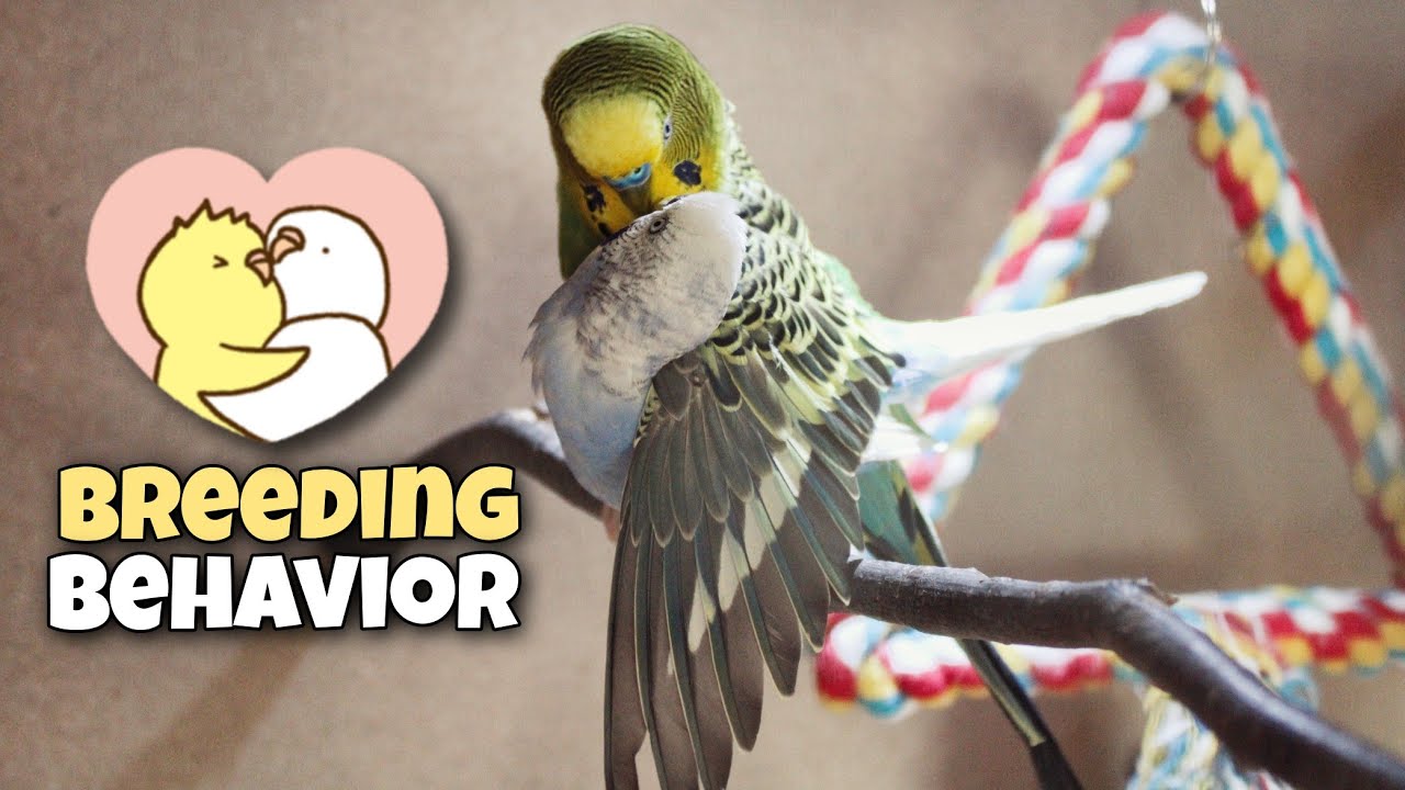 Budgie Breeding Behavior and Egg Laying Explanation