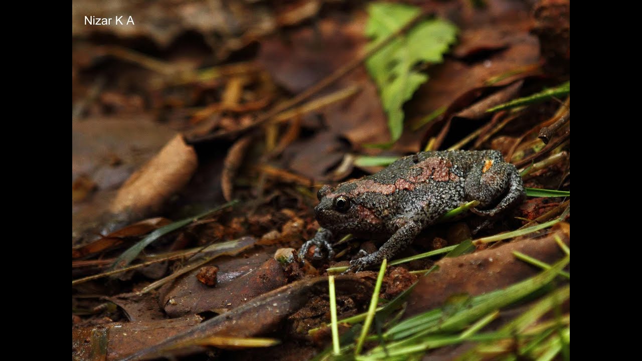 Indian Painted Frog