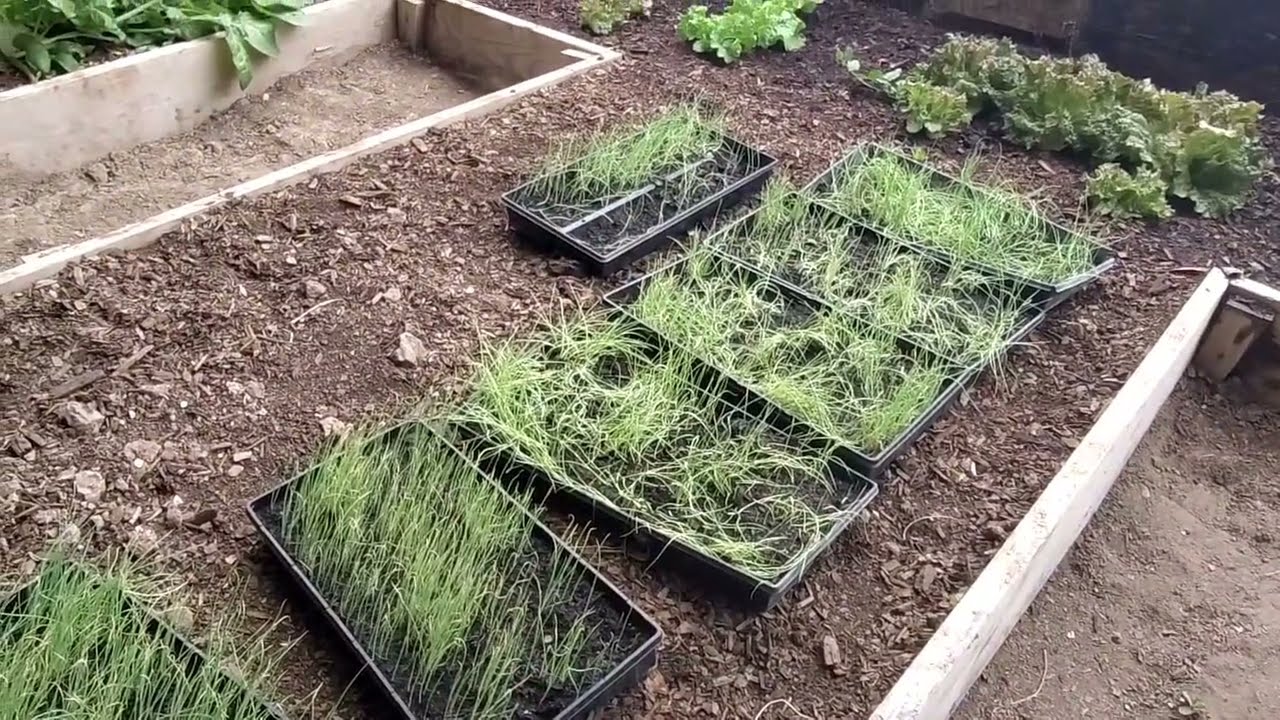 Growing Food with a Foot of Snow! Underground Greenhouse