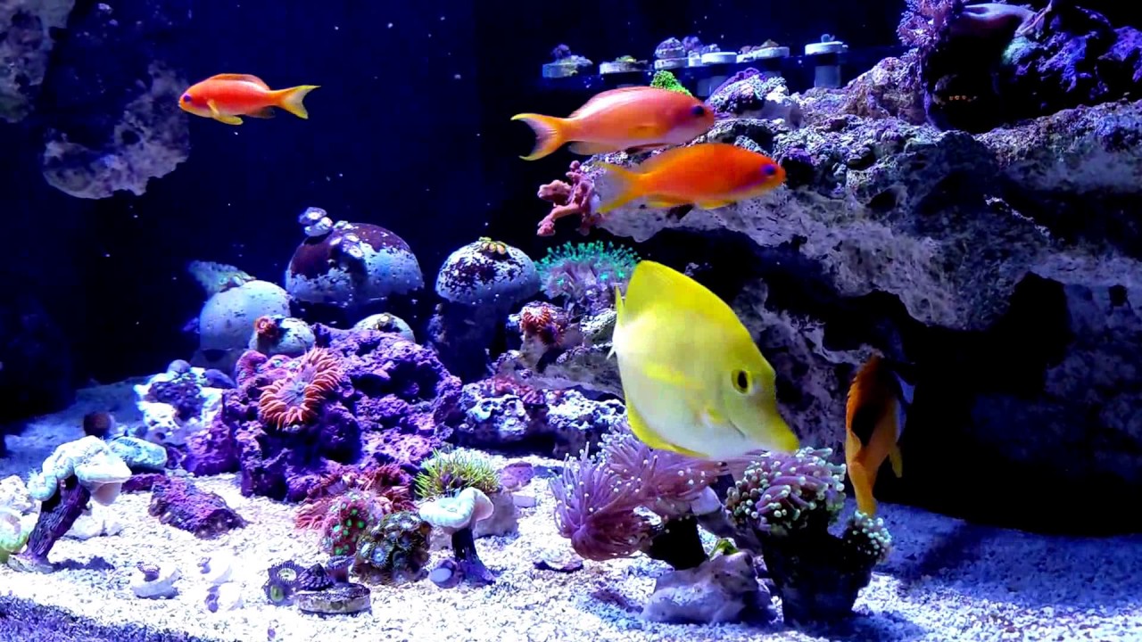 Red Sea Reefer 525XL 10 weeks