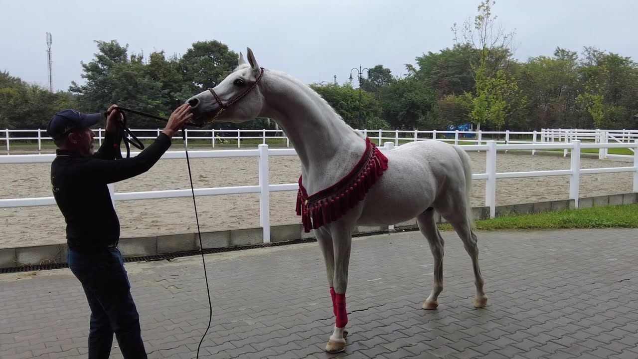 Singureni Manor, the ultimate (Arabian) Horse Retreat and luxury resort near Bucharest, Romania