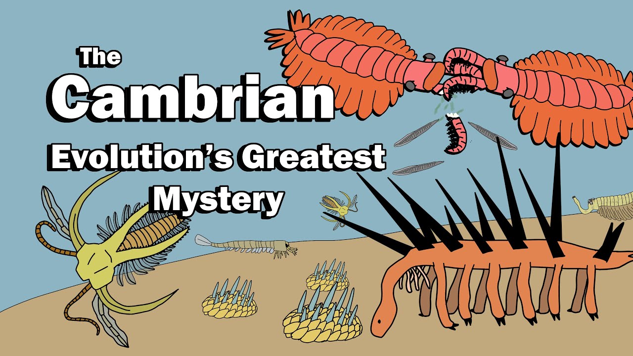The Cambrian - What Caused the Cambrian Explosion?