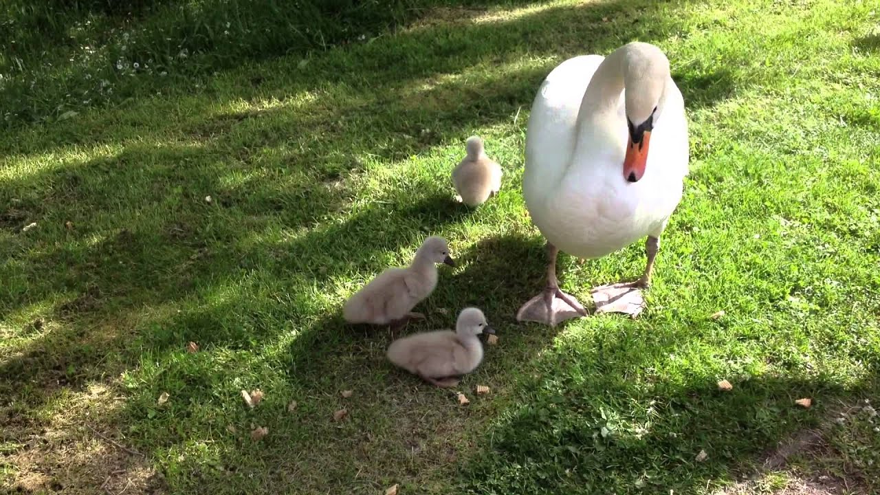 Maman cygne avec ses bébés cygneaux trop mignons