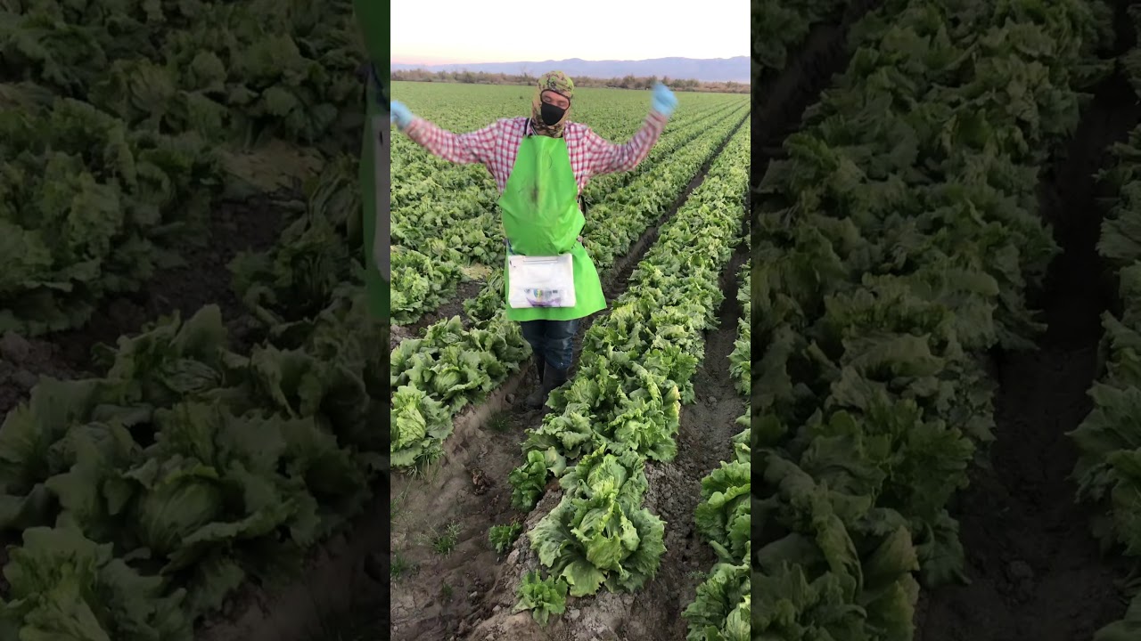 Como cortar y embolsar la lechuga de bola en Coachella California
