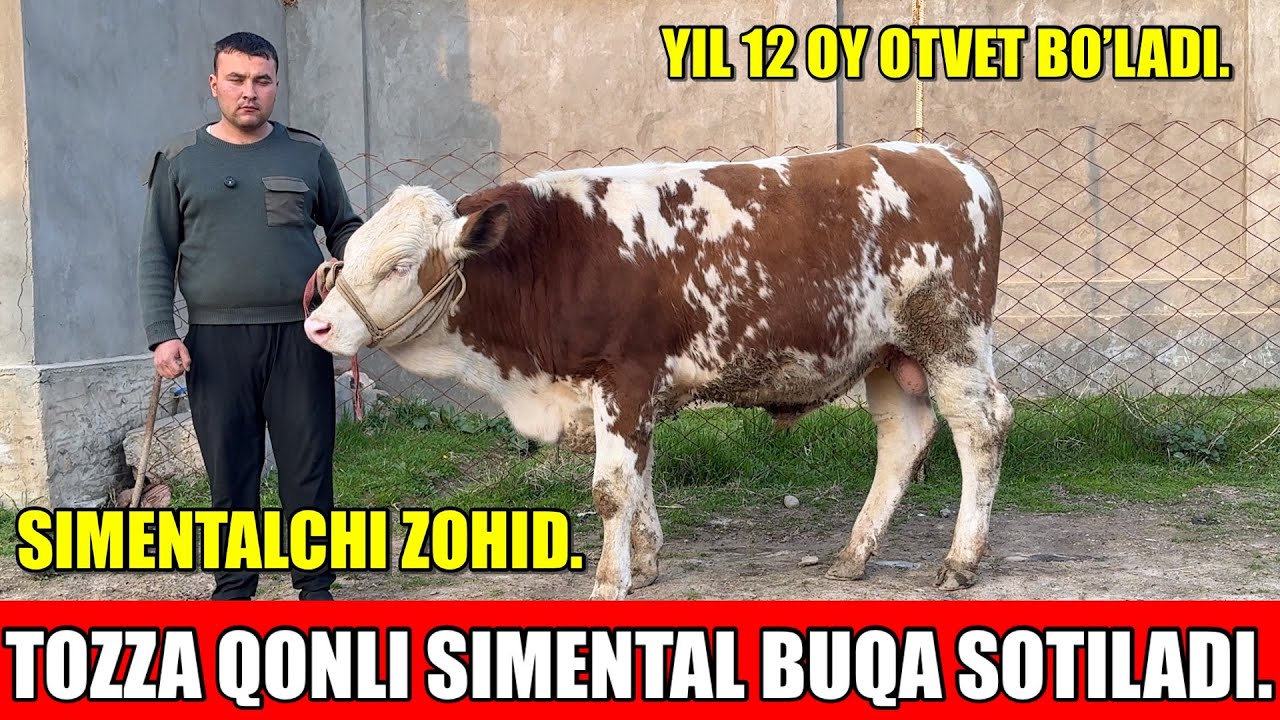 TOZZA QONLI SIMENTAL BUQA SOTILADI.