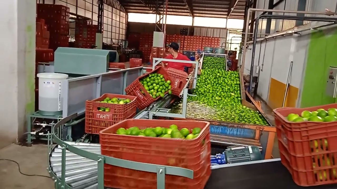 tombador e desinfetador de caixas fabricado por JCM IND E COM DE MAQUINAS AGRICOLAS