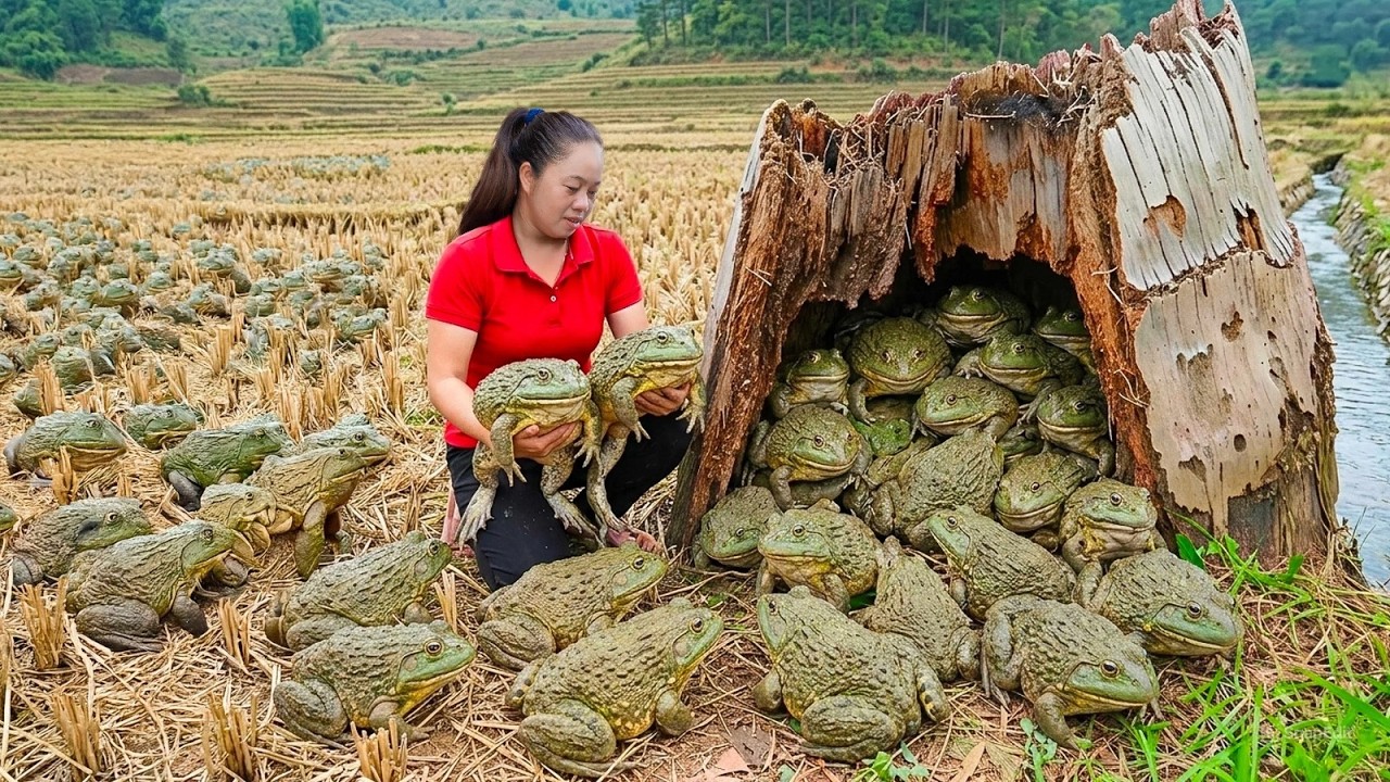 Harvesting Thousands Frogs In The Abandoned Field & Go to Market Sell How to Trap Frogs Smart Unique